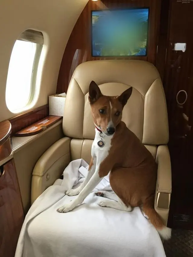 A basenji sitting upright on a white blanket in a cream leather private jet seat