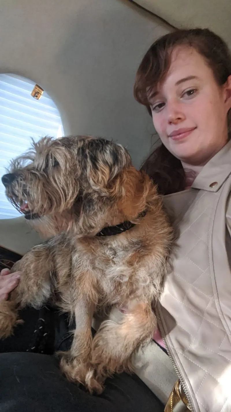 A border terrier on its owner’s lap beside a private jet window