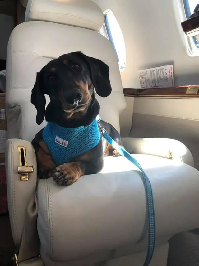 A dachshund in a blue harness resting its paws on the arm of a cream leather jet seat