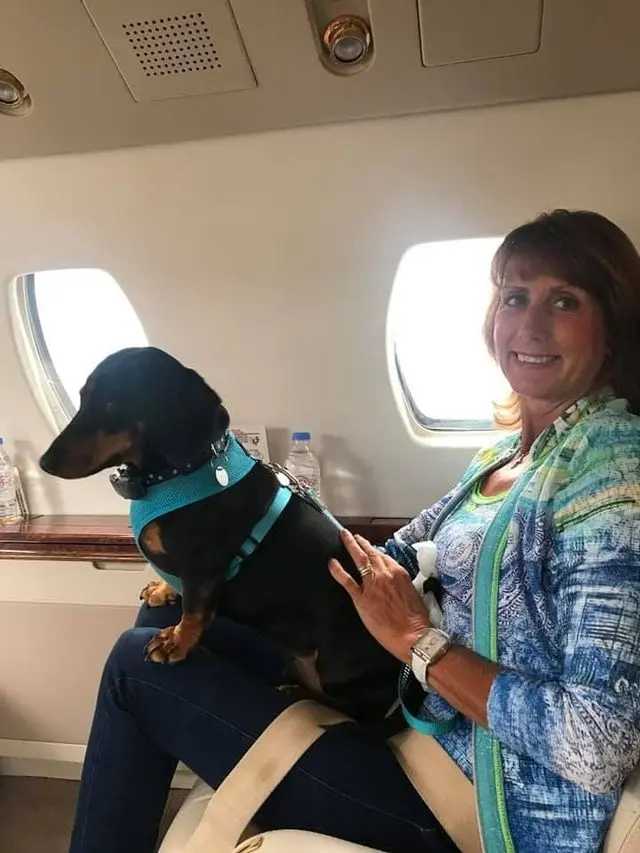 A dachshund in a harness sitting on its owner’s lap beside the window of a private jet