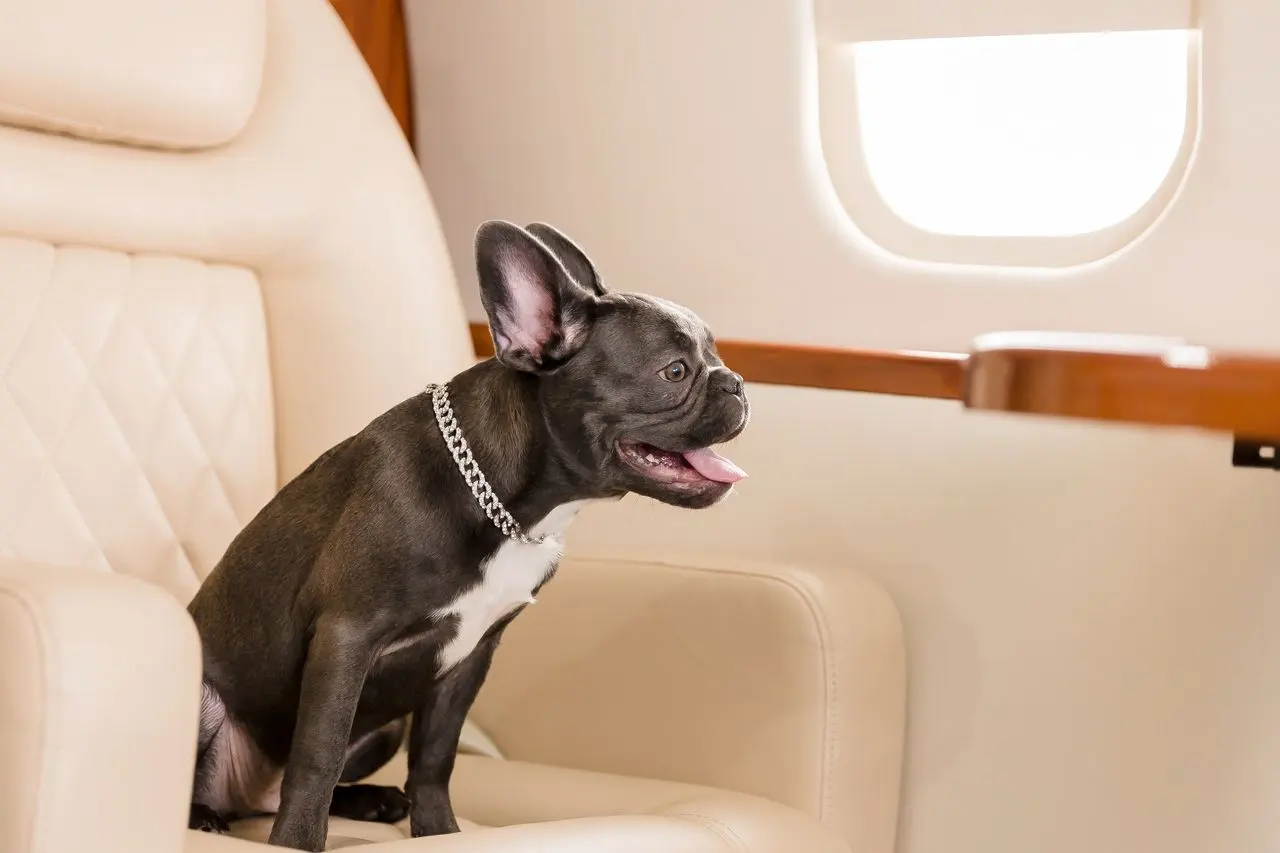 French bulldog sitting on a cream leather seat in a private jet cabin