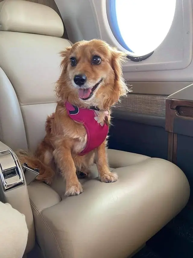 A golden dog in a pink harness sitting on a cream leather seat beside an oval jet window