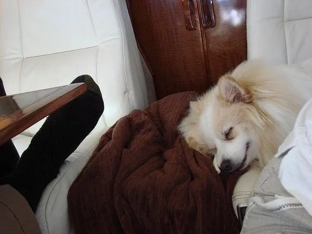 A cream pomeranian fast asleep on a blanket on a white leather private jet seat