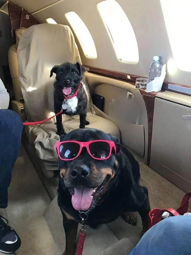 A rottweiler in pink sunglasses in front of a small black terrier on a private jet seat