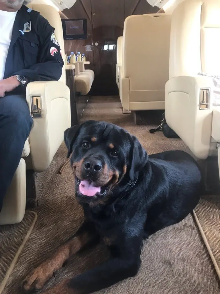 A rottweiler lying on the cabin carpet of a private jet beside the seats