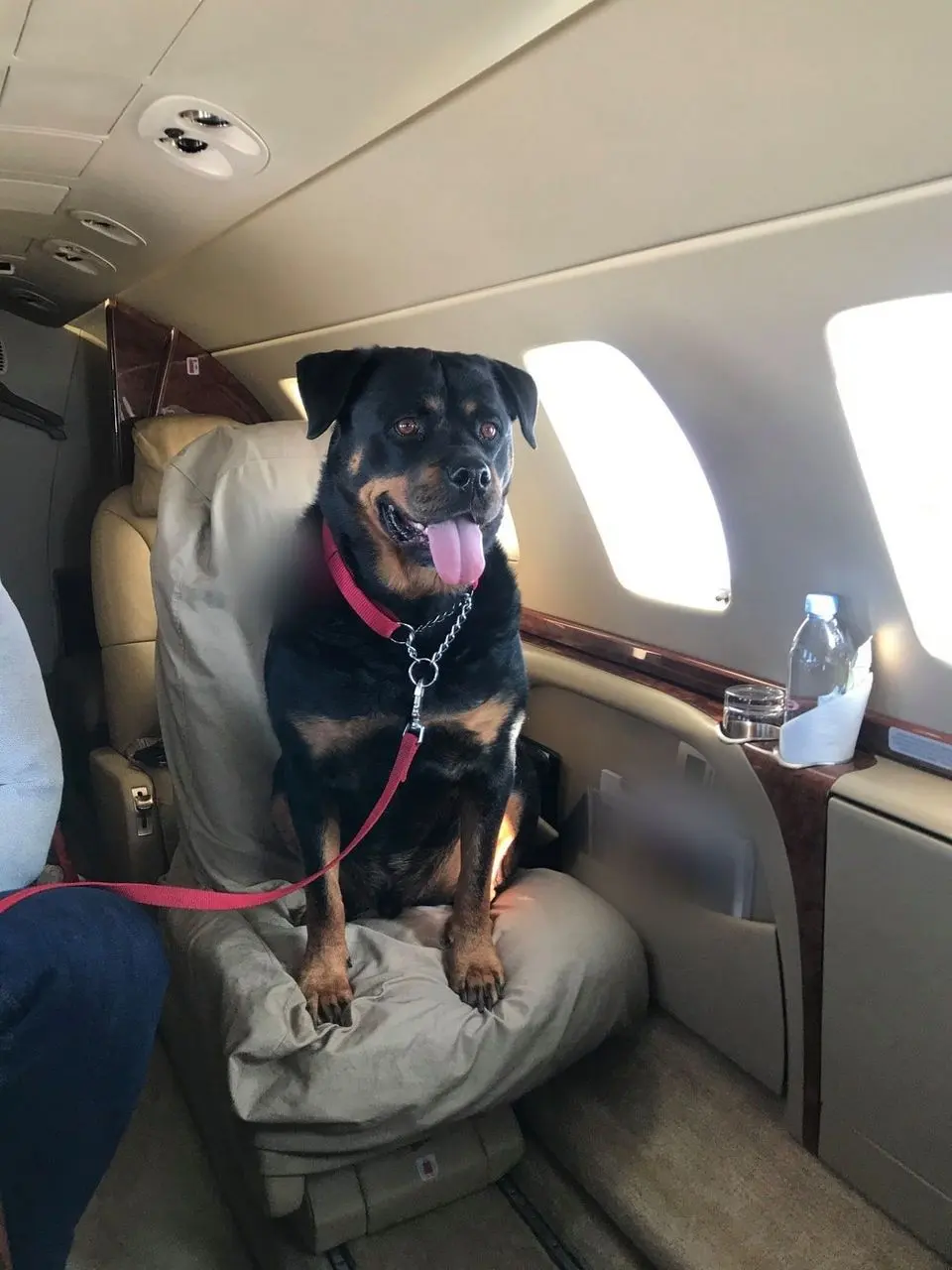 A rottweiler on a leash sitting up on a private jet seat with its tongue out