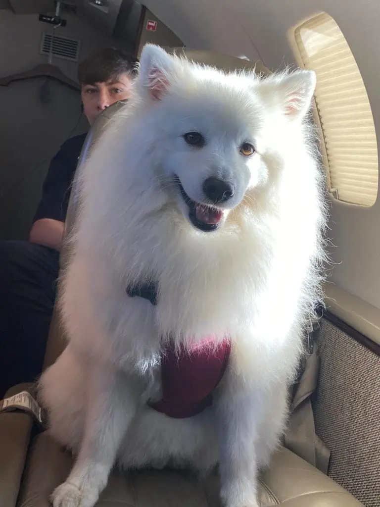 A white samoyed in a maroon harness sitting up in a private jet seat beside the window