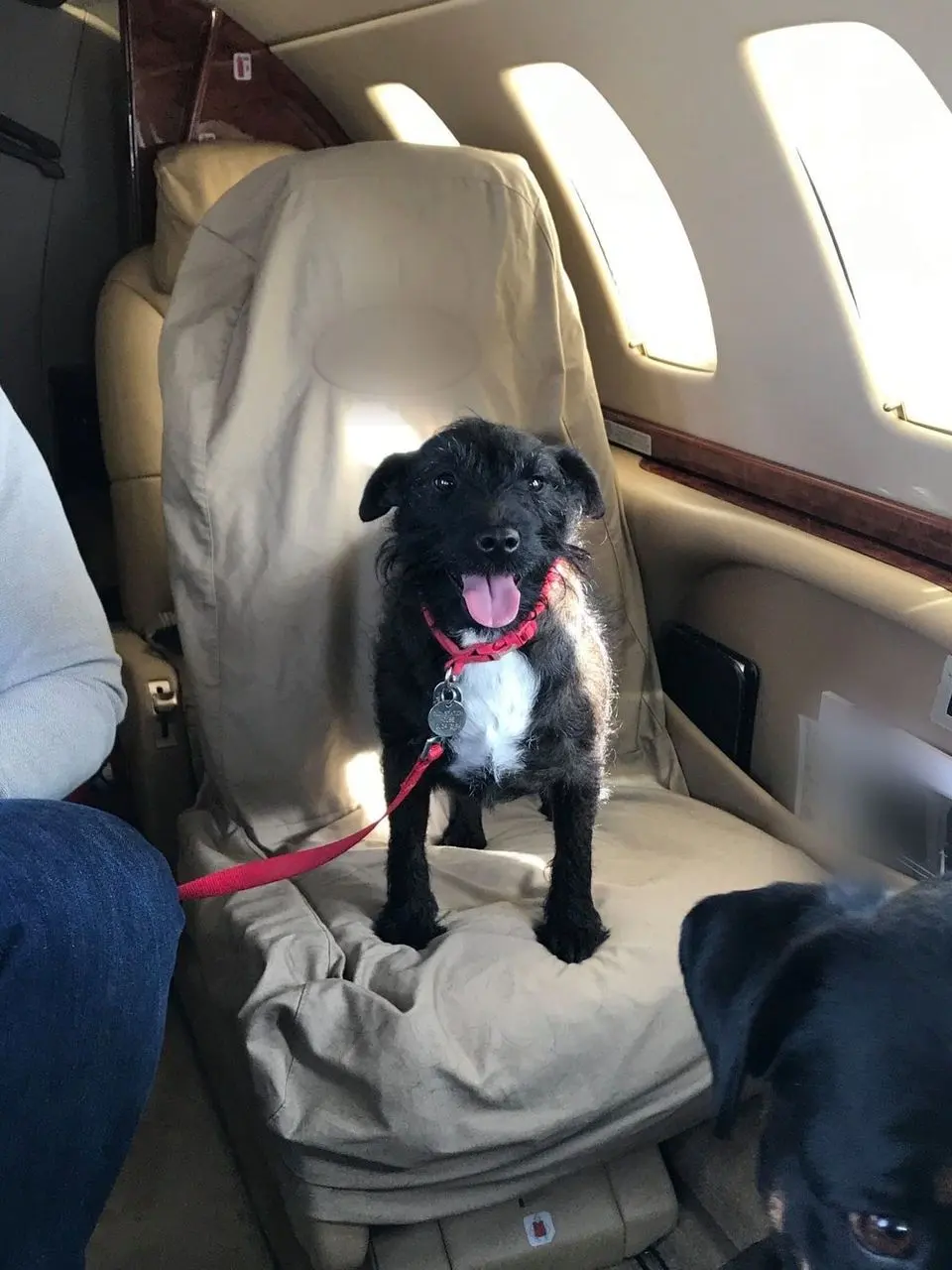 A black and white terrier in a red collar standing on a private jet seat, with a rottweiler’s nose in the corner of the picture