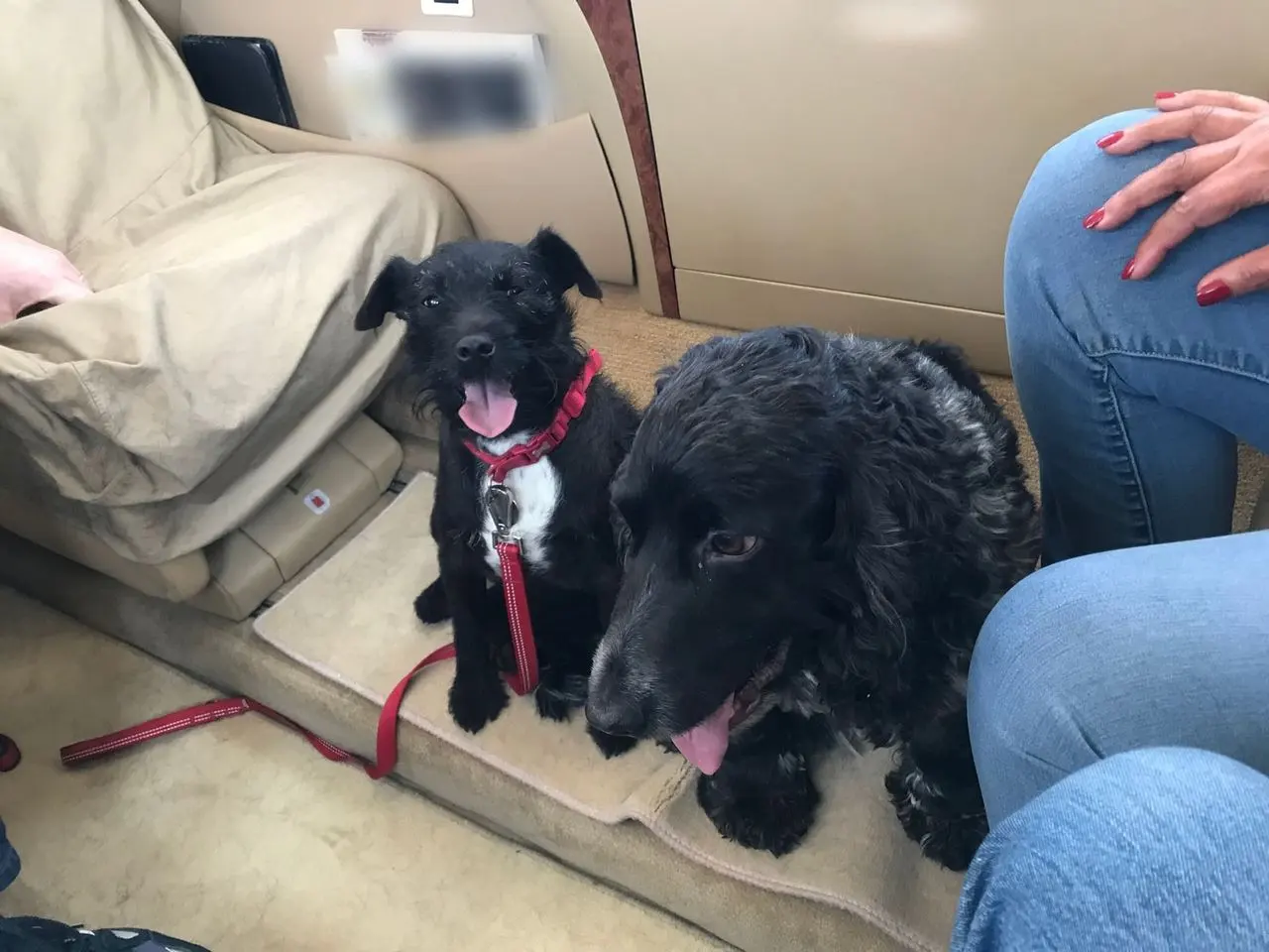 Two black dogs sitting together on the carpeted floor of a private jet cabin, on their way to a new home